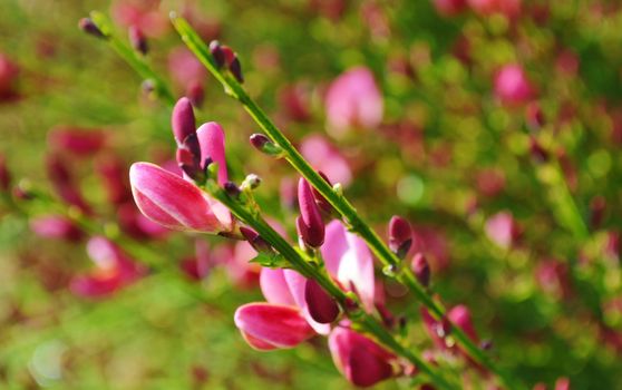 A close-up image of colourful Broom flowers.