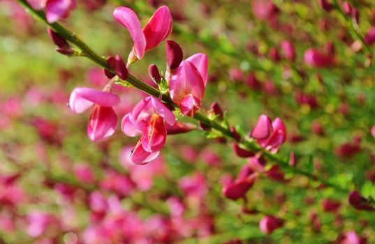 A close-up image of Colourful, Broom flowers.