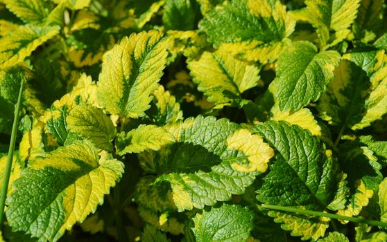 A close-up image of Variegated Lemon Balm.