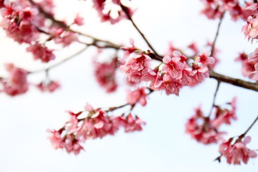 Wild Himalayan Cherry  in Doi Mae Salong, Chiang Rai, Thailand
