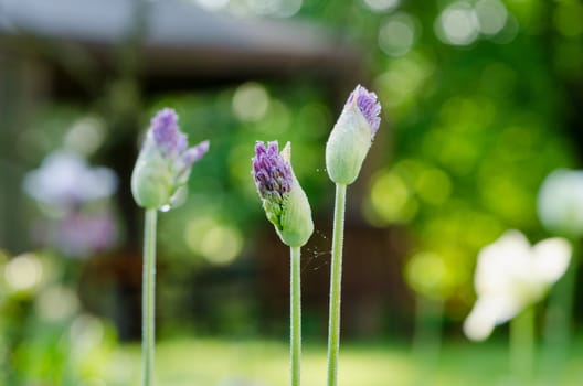 unexpanded decorative garlic flower buds covered with morning dew water drops.