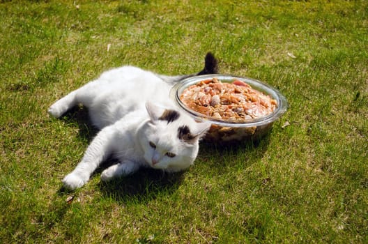 bowl full of raw marinated beef pieces in the meadow next lie big fat hungry white cat