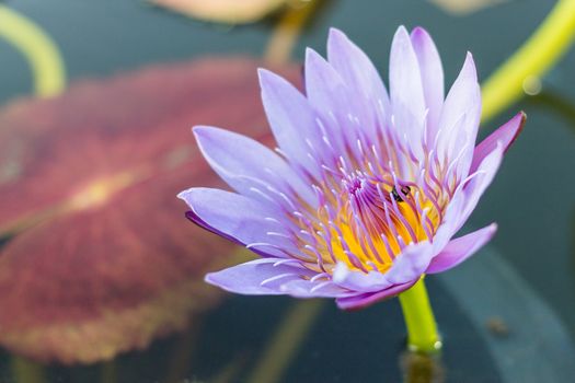 Closeup beautiful Lotus flower in a Flowerpot