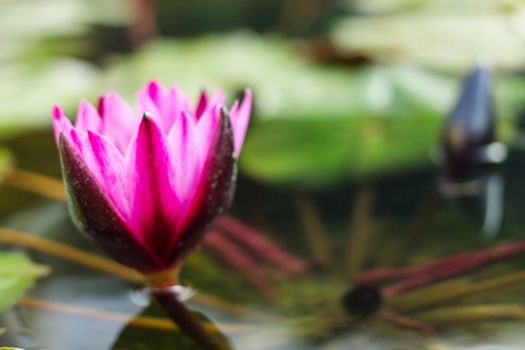 Closeup beautiful Lotus flower in a Flowerpot