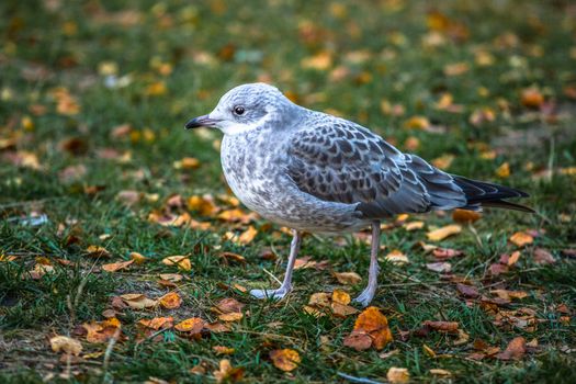 Seagull walking on grass, near Prestvannet, lake in Tromso.







seagull, grass, nature, cold, tromso, northern, arctic, alone, autumn, barefeet.