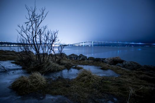 Bush in Tromso in february. Very rainy for the time of year.