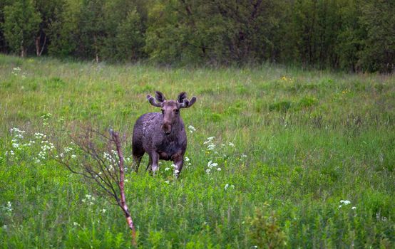 Moose in the woods at Andoya.