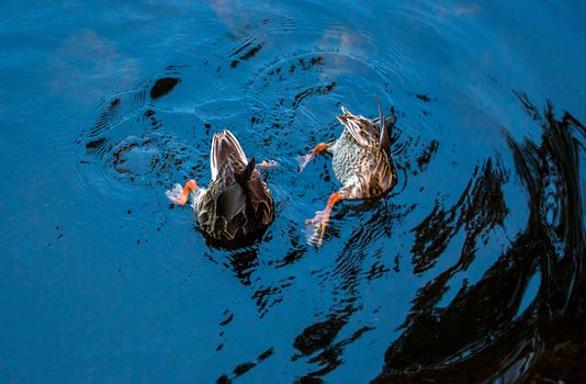 Two ducks looking for food.