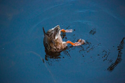 One duck looking for food.