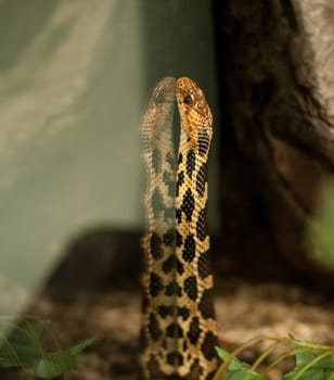 Snake at Tromso museum.