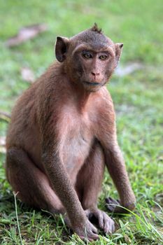 Monkey on green background. Cambodia