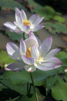 Pink water lilly - detail of a beautiful water lotos in bloom