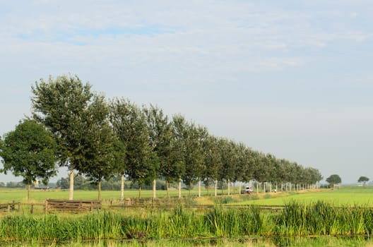 Tree avenue in a typical flat, green, rural landscape in Holland.