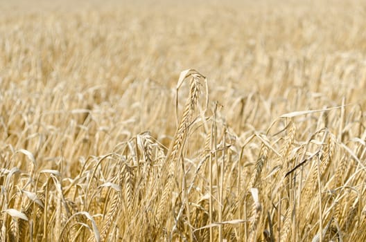 Background of a wheat field, ready for harvest.
