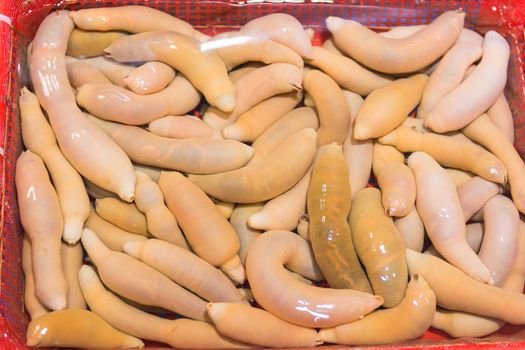 Urechis unicinctus known as penis fish, innkeeper worm or spoon worm at a market in South Korea