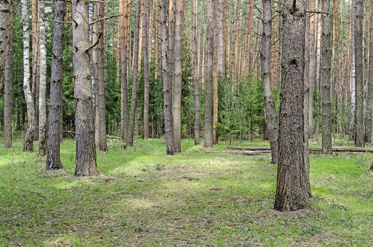 Green meadow with big pine trunks in spring forest