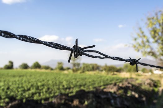 Rural Landscape and Barbed Wire