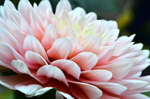 close up of blooming dahlia flower