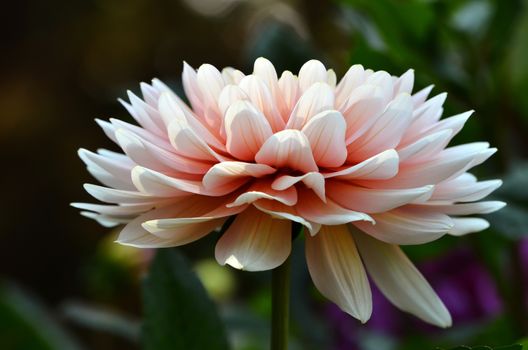 close up of blooming dahlia flower