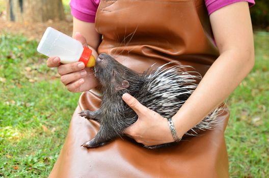 zookeeper take care and feeding baby porcupine