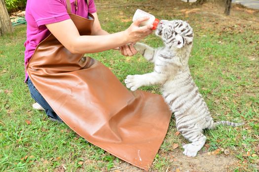 zookeeper take care and feeding baby white tiger