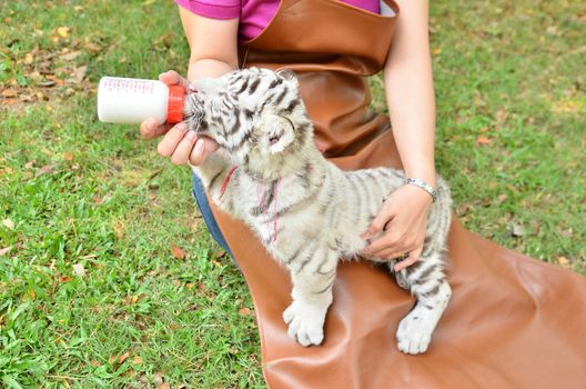 zookeeper take care and feeding baby white tiger