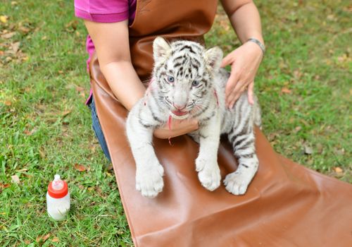 zookeeper take care and feeding baby white tiger