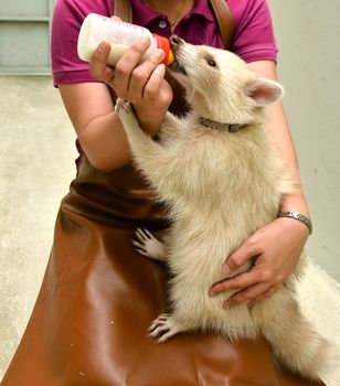 zookeeper take care and feeding baby albino raccoon