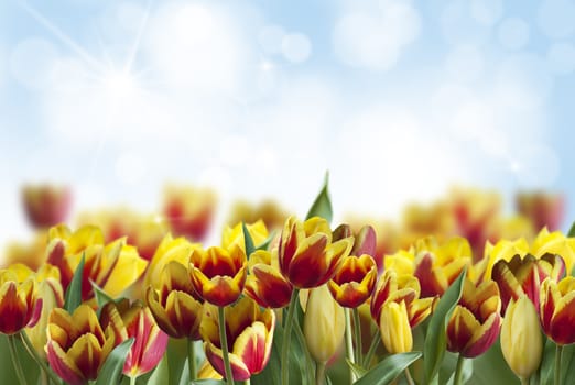 tulips in garden on blue sky background