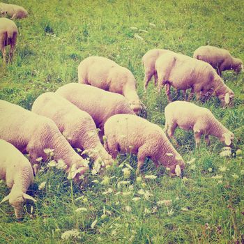 Sheep Grazing in the Alpine Meadows, Instagram Effect