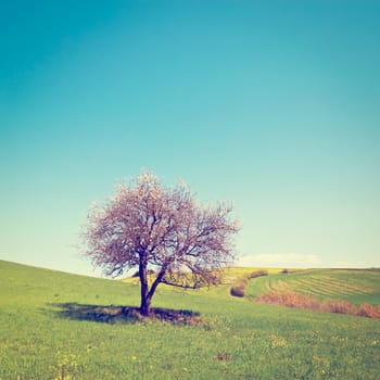 Flowering Tree Surrounded by Sloping Meadows of Tuscany, Instagram Effect