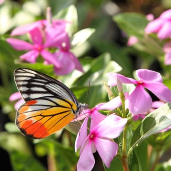 Butterfly (Common Tiger) on a pink flower