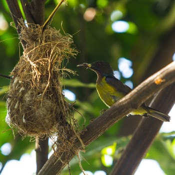 Bird (Olive-backed Sunbird) feeding new born chicks