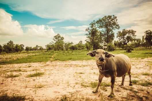 Thai water buffalo in the rice field countryside