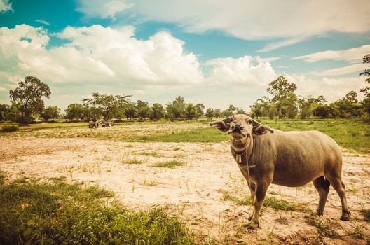 Thai water buffalo in the rice field countryside