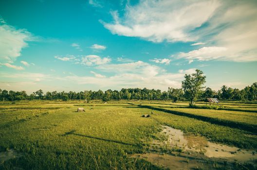 Rice field in Thailand in the agriculture industry  concept