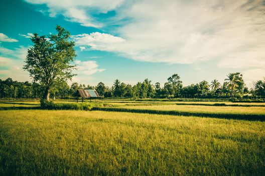 Rice field in Thailand in the agriculture industry  concept