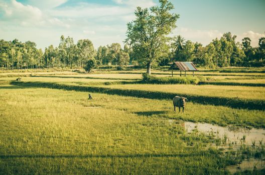 Rice field in Thailand in the agriculture industry  concept