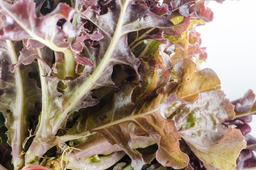 hydroponics red oak vegetable salad in the organic nature