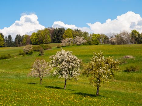 Three fruit trees in the middle of the meadow in sunny spring day