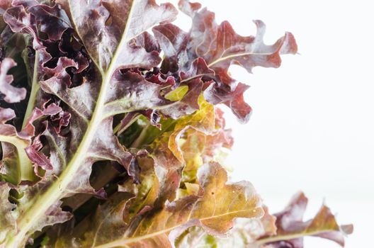 hydroponics red oak vegetable salad in the organic nature