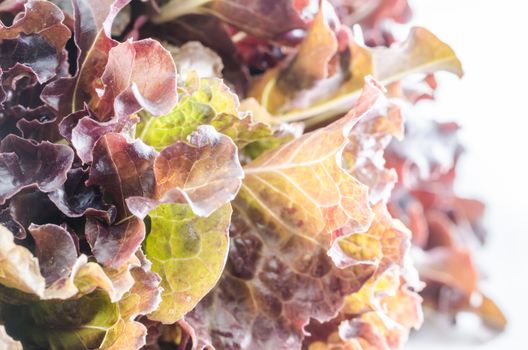 hydroponics red oak vegetable salad in the organic nature