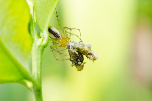 Spider eat worm in the nature green background macro shot