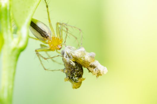 Spider eat worm in the nature green background macro shot