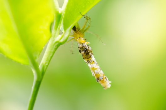 Spider eat worm in the nature green background macro shot