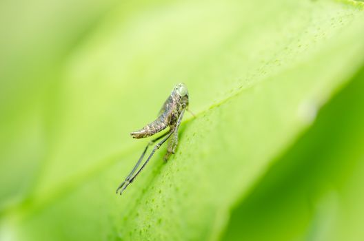 Aphid on the leaf in the garden nature