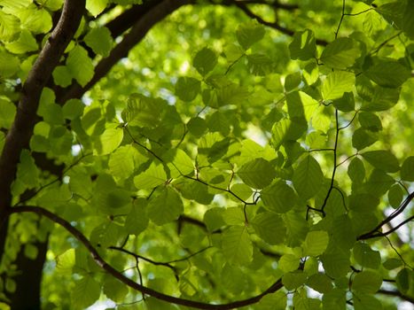 Fresh green spring leaves in sunny day