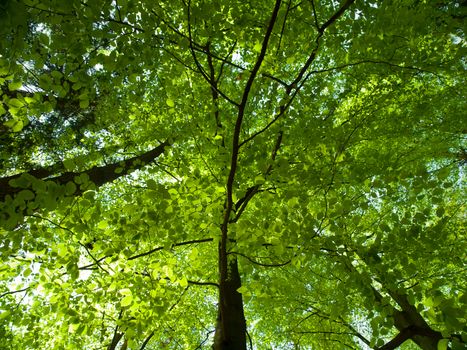 Fresh green spring leaves in sunny day