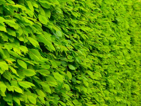 Wall made of green leafs typical for pakr areas