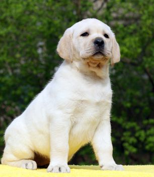 yellow labrador puppy sitting on yellow background